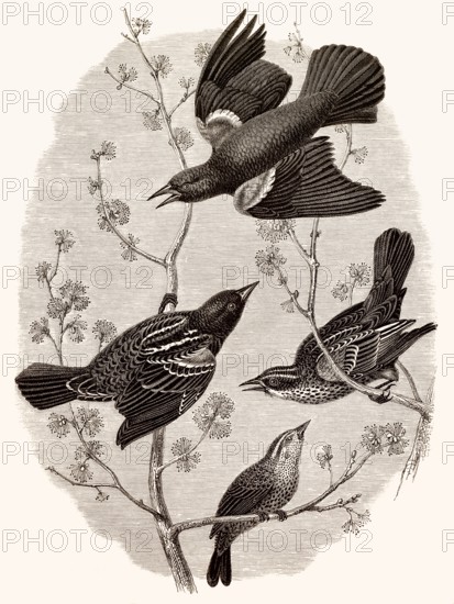 Der Gemeine Star, Sturnus vulgaris, auch bekannt als Europäischer Star