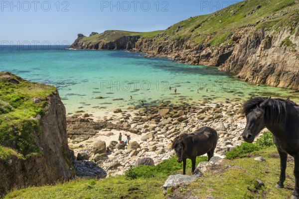 Free-roaming ponies in Nanjizal Bay or Nanjizal Beach. St Just, Penzance, Cornwall, England, Great Britain