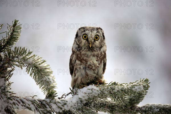 Tengmalm's owl (Aegolius funereus), adult on tree in winter, attentive, Zdarske Vrchy, Bohemian-Moravian Highlands, Czech Republic