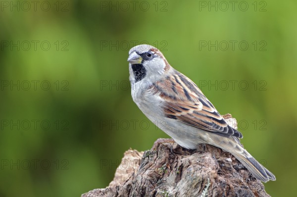 House Sparrow (Passer domesticus) male, Lower Saxony, Germany