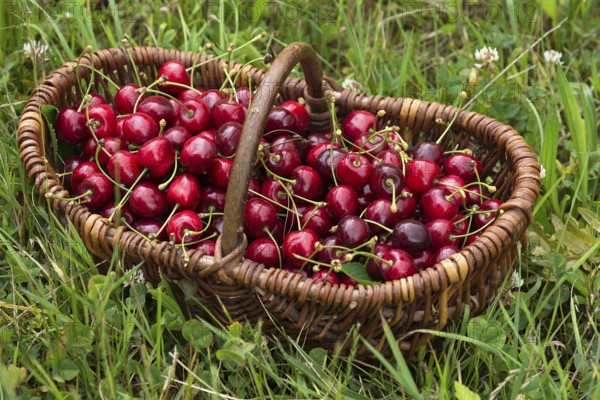 Wild cherries (Prunus avium) in a woven basket in the grass, Mecklenburg-Western Pomerania, Germany