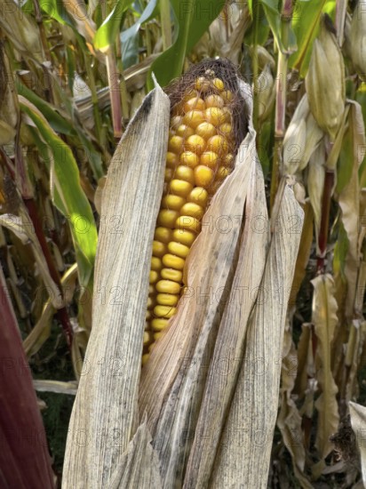 Ripe corn corn cob with visible yellow corn kernels of maize Corn plant (Zea mays), Germany