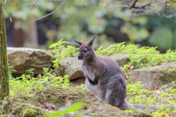 A red-necked wallaby or Bennett's wallaby (Macropus rufogriseus) sits in the green thicket between rocks at the edge of the forest