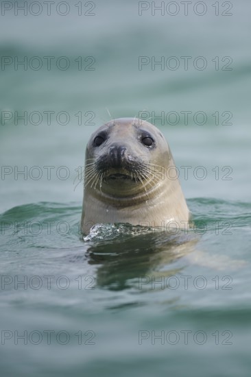 Grey seal (Halichoerus grypus) looking out of the water while swimming in the sea, Düne, Helgoland, Schleswig-Holstein, Germany