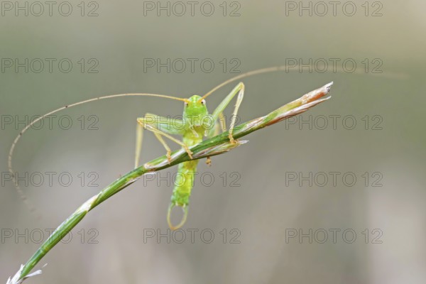 Grasshopper (Orthoptera) on blade of grass, Saxony-Anhalt, Germany