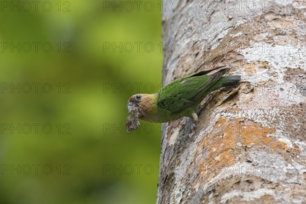 Buff-faced Pygmy Parrot (Micropsitta pusio) perched on tree trunk with tree bark in beak, West Papua, Indonesia