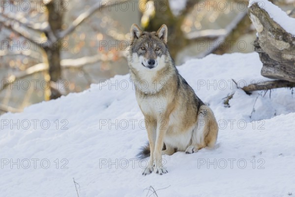 An adult female grey wolf (Canis lupus lupus) sits on the sloping, snow-covered meadow at the edge of a forest on a cold, sunny day