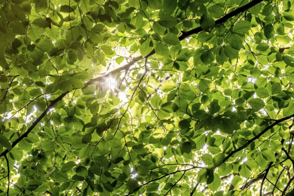 Sunbeams shining through leaves and branches of a beech tree, sculpture park, Humlebæk, Nivå Bugt, Hovedstaden, Øresund coast, Denmark