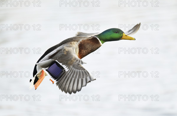 Mallard (Anas platyrhynchos), drake in flight, Lake Zug, Canton Zug, Switzerland