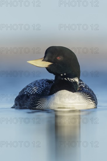 Yellow-billed Loon (Gavia adamsii) feeding on a small pond on the tundra in Northern Alaska