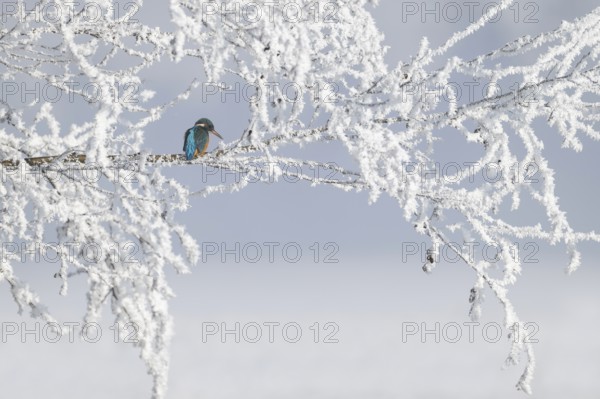Kingfisher (Alcedo atthis) on its perch, Schlitters, Tyrol, Austria