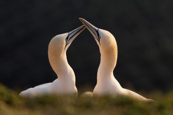 Northern Gannet (Sula bassana), courtship, breeding season, Schleswig-Holstein, Heligoland, Germany
