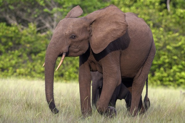 African forest elephant (Loxodonta cyclotis) in a clearing in Loango National Park, Parc National de Loango, Ogooué-Maritime Province, Gabon