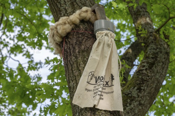 Sheep's wool ring and a linen bag tied around a branch, trap for oak processionary moth on an oak tree, Lower Franconia, Bavaria, Germany