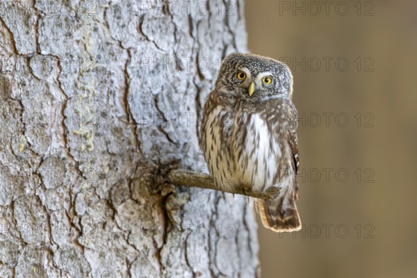 Pygmy Owl (Glaucicium passerinum), sitting on the branch of a tree, Pirchner Ast, Schwaz, Tyrol, Austria