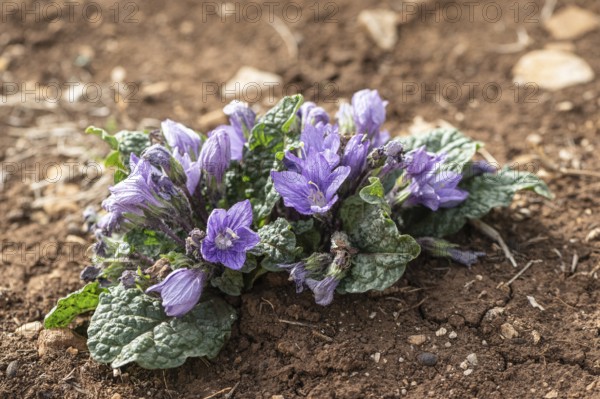 Mandrake root (Mandragora officinarum), Sicily, Italy