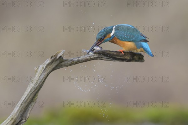 Kingfisher (Alcedo atthis), kills two fish caught at its lookout, Lechauen, Bavaria, Germany