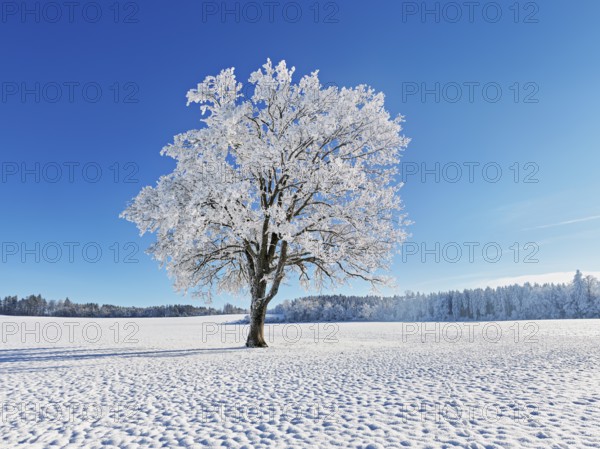 English oak (Quercus robur, synonym: Quercus pedunculata), in hoarfrost, Schlatt, Müswangen, Canton Lucerne, Switzerland