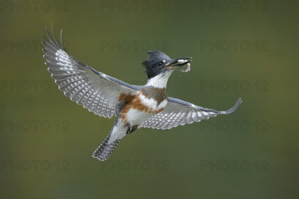 Belted Kingfisher (Megaceryle alcyon) female flying with a fish prey in its beak, Colorado, USA
