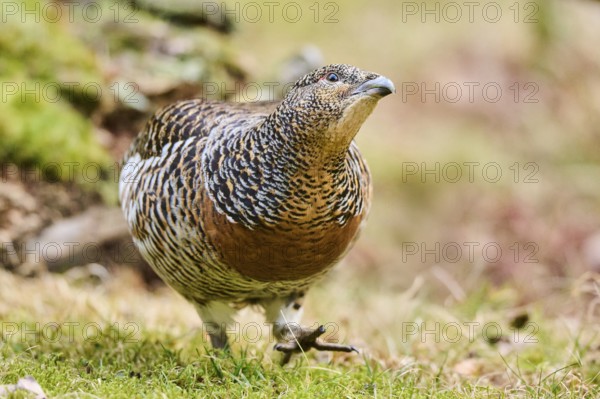 Western capercaillie (Tetrao urogallus) female (hen) standing on the ground at the edge of a foest, Bavaria, Germany