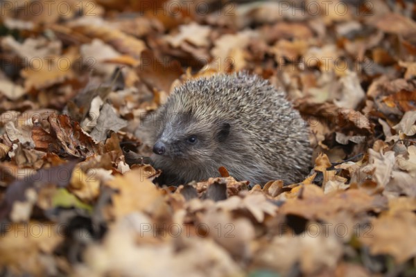 European hedgehog (Erinaceus europaeus) adult animal on a pile of autumnal leaves in the autumn, England, United Kingdom