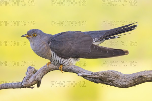Common cuckoo (Cuculus canorus), Coucou gris, Cuco Europeo, Cuco Común, Ast, branch, Ormoz area, Ormoz, Podravska, Slovenia