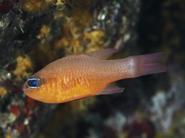 An orange fish, king mullet (Apogon imberbis), swimming in a reef, dive site Les Grottes, Giens peninsula, Provence Alpes Côte d'Azur, France