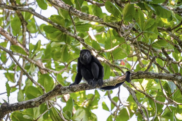 Mantled howler monkey (Alouatta palliata) sitting in a tree, Cahuita National Park, Costa Rica