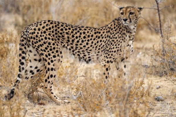 Cheetah (Acinonyx jubatus) runs in dry savanna, Etosha National Park, Namibia