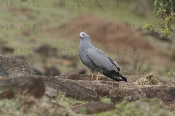 African Harrier-Hawk (Polyboroides typus), Masai Mara, Kenya