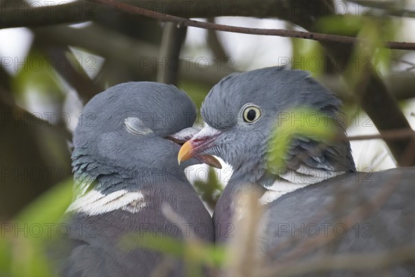 Two pigeons are having a springtime fling in the nest, Frankfurt am Main, Hesse, Germany