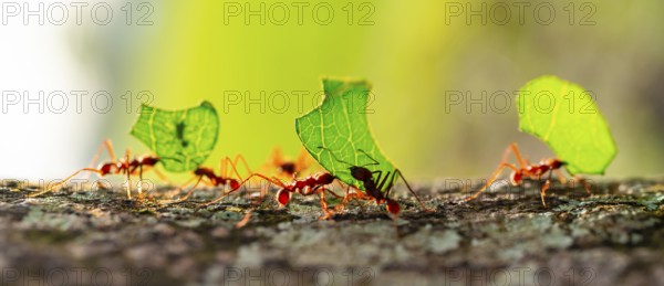 Leafcutter ants carrying leaves, ant trail, Tortuguero National Park, Costa Rica