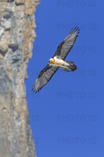 Bearded Vulture (Gypaetus barbatus) flying, Valais, Switzerland