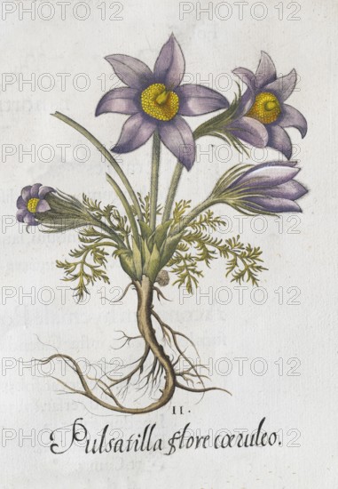 Pasque flower (Pulsatilla vulgaris), hand-coloured copperplate engraving by Basilius Besler, from Hortus Eystettensis, 1613