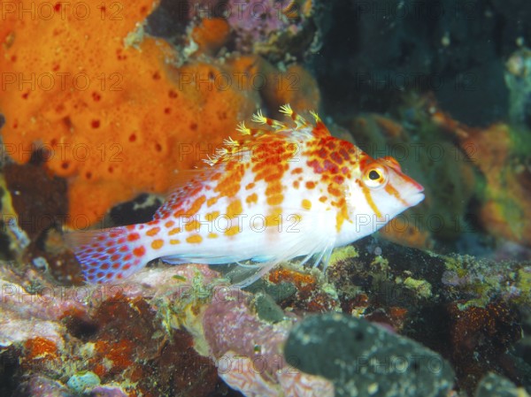A brightly coloured fish, Dwarf Hawkfish (Cirrhitichthys falco), stands out in front of colourful corals, dive site Pidada, Penyapangan, Bali, Indonesia
