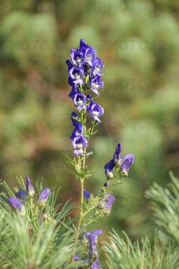 The very poisonous aconite (Aconitum napellus) seen in the Chiemgau Alps, Bavaria, Germany