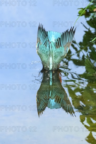 Common kingfisher (Alcedo atthis) diving into the water to hunt fish, wildife, Catalonia, Spain