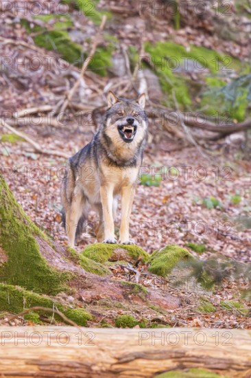 Eurasian wolf (Canis lupus lupus) standing in a forest, Bavarian Forest Nationalpark, Bavaria, Germany