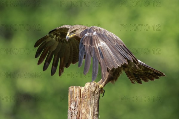Lesser Spotted Eagle (Clanga pomarina) perched on a pale, Poland
