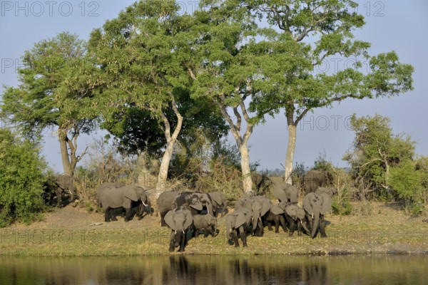 Elephant (Loxodonta africana) herd on the Cuando River, Bwabwata National Park, Zambezi Region, Caprivi Strip, Namibia