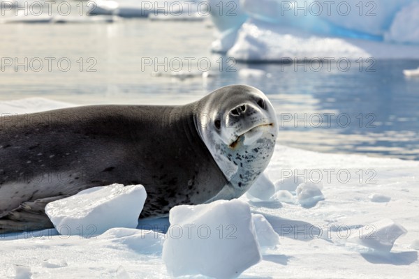 A sea lion lies on an ice floe in a quiet Antarctic landscape, leopard seal (Hydrurga leptonyx) on an ice floe in the Antarctic