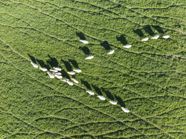 Sheep (Ovis aries). Aerial view. Drone shot. Cádiz province, Andalucía, Spain
