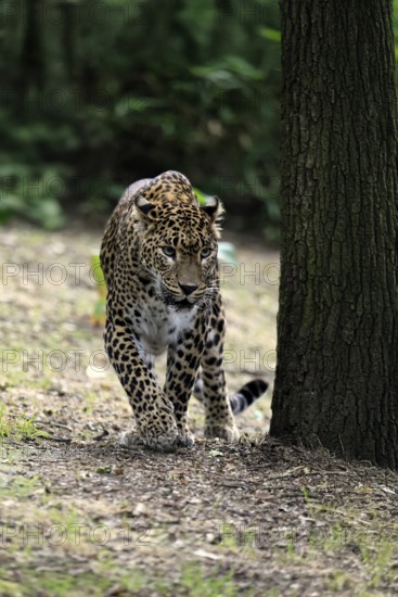 Sri Lanka Leopard (Panthera pardus kotiya), adult, stalking, running, alert, Sri Lanka