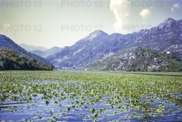Water lilies, Lake Shkodra Lake Skadar Lake Scutari, between Albania and Montenegro, former Yugoslavia, Europe 1970