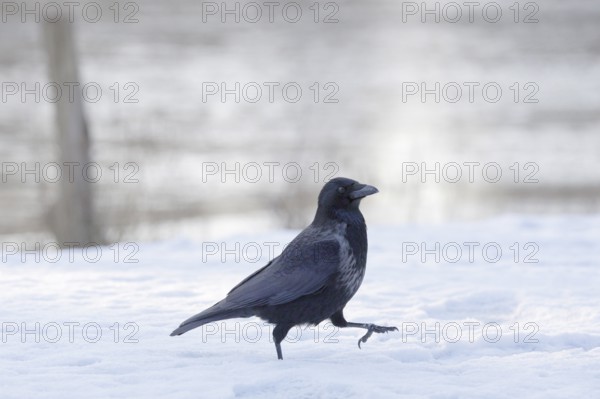 Rabenkrähe lat. Corvus corone, spaziert im Schnee