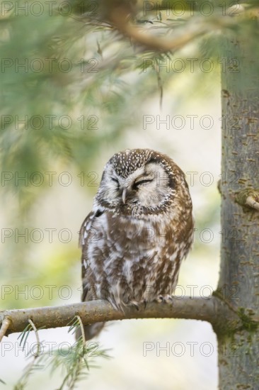 Boreal owl (Aegolius funereus) sitting in a tree in winter, Bavarian Forest Nationalpark, Bavaria, Germany