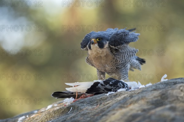 Peregrine Falcon (Falco peregrinus) captive, with pigeon prey, North Rhine-Westphalia, Germany