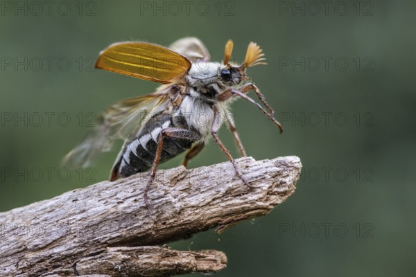 Cockchafer (Melolontha melolontha), Emsland, Lower Saxony, Germany