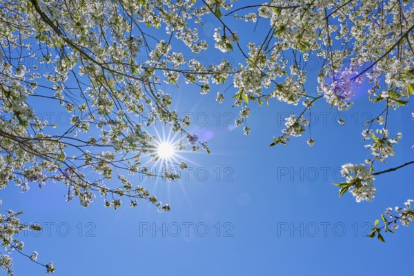 Sunlight shines through blossoming cherry tree branches in the clear blue sky, Seckmauern, Lützelbach, Odenwald, Hesse, Germany