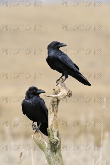 Northern Raven (Corvus corax) perched on a branch, Mecklenburg-Western Pomerania, Germany